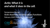 thumbnail of medium Actin: What it is and what it does in the cell