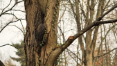 thumbnail of medium Tree pathology at the University of Freiburg - Kathrin Blumenstein