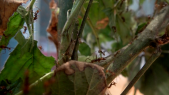 thumbnail of medium Ameisen: in kleinen Schritten zu einer neuen Welt